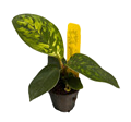 2" Homalomena Camouflage